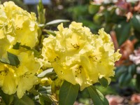 Rhododendron wardii Finesse, spring May