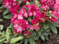 Rhododendron yakushimanum Fantastica, summer June