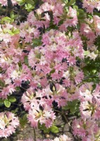 Rhododendron mixtum Ribeira, spring May