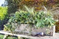 Wooden window box planted with Fatsia japonica 'Spiderweb', Skimmia japonica 'Finchy' and 'Oberries White', Stipa tenuissima 'Pony Tails' and Ivy on wooden bench
