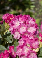 Rhododendron Hybride Eggert Rohwer, summer June