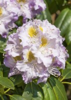 Rhododendron Hybride Virginia Delp, spring May
