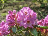 Rhododendron Rochelle, summer June