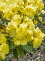 Rhododendron Hybride Lunatic, summer June