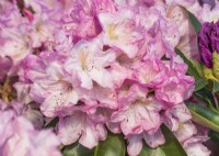 Rhododendron Hybride Rose Duft, summer June