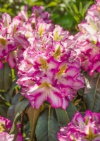 Rhododendron hybrid Leilani, summer June