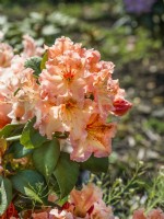 Rhododendron Hybride Mirabilis, summer June