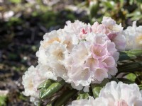 Rhododendron insigne Oberschlesien, spring May