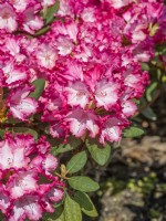 Rhododendron yakushimanum-Hybride Kokette, spring May