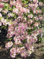 Rhododendron mixtum Ribeira, spring May
