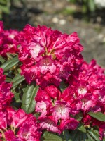 Rhododendron yakushimanum Morgenrot, spring May