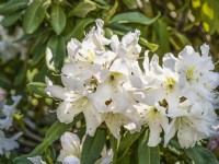 Rhododendron hybride INKARHO-Dufthecke Weiss, summer June
