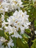 Rhododendron hybride INKARHO-Dufthecke Weiss, summer June