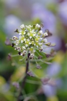 Thlaspi alliaceum -wild field flowers -pennycress