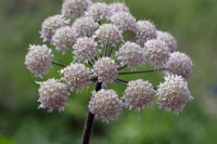 Angelica sylvestris flowers in May