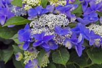 Hydrangea macrophylla 'Nizza Blue'