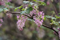 Ribes sanguineum - close up of flowers