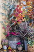 Container planted with Amelanchier canadensis and Cyclamen with Cornus and Eucalyptus branches positioned around it next to container planted with Phormium 'Pink Stripe'