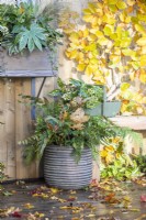 Container planted with Dryopteris erythrosora - Fern with oak leaves and a basket containing Skimmia 'Oberries White' with leaves scattered across the deck