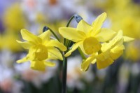 Narcissus 'Sunlight Sensation' - triandrus daffodil