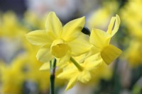 Narcissus 'Sunlight Sensation' - triandrus daffodil