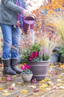 Woman watering container planted with Calluna, Cyclamen, Stipa arundinacea - Pheasants tail grass, Photinia 'Little Red Robin' and Leucothoe 'Zeblid' on wooden deck with leaves scattered around