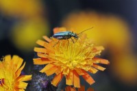 Oedemera Lurida beetle on Fox and Cubs flower