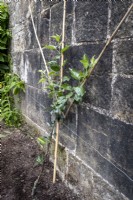 Formative training of a young fruit tree using bamboo canes and horizontal wires on a stone wall