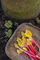 Forced rhubarb stems harvested in early march