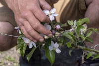 Thinning out blossom on apple tree