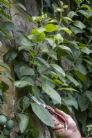 Pruning plums - taking sideshoots back to five leaves