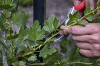 Cutting back Gooseberry canes to 5 leaves in early summer