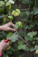 Cutting back Aphid damage on red currant leaves