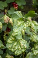 Aphid damage on red currant leaves