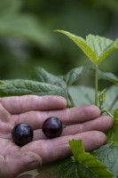Showing the difference between ripe and unripe blackcurrants