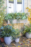 Wooden window box planted with Fatsia japonica 'Spiderweb', Skimmia japonica 'Finchy' and 'Oberries White', Stipa tenuissima 'Pony Tails' and Ivy with planted containers beneath it