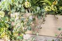Ivy trailing over the edge of wooden container
