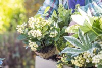 Woman planting Skimmia 'Oberries White' in wooden window box