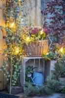Wicker basket containing Skimmia, Leucothoe, and Stipa on a wooden crate with watering can inside next to Eucalyptus and Pine branches with Lights strewn across