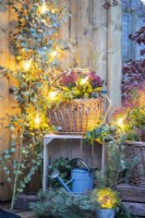 Wicker basket containing Skimmia, Leucothoe, and Stipa on a wooden crate with watering can inside next to Eucalyptus and Pine branches with Lights strewn across