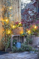 Wooden crates with wicker containers on them planted with Pieris, Skimmia, Leucothoe and Stipa with Pine and Eucalyptus branches placed around the containers and lights strewn across the plants