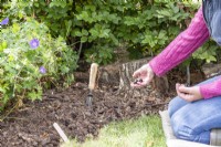 Woman tossing Anemone bulbs in a border to get an even spread before planting