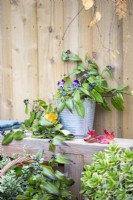 Wooden bench with Honeysuckle sprigs and a bucket planted with Viola 'Sorbet Denim Jump Up'