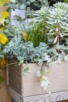 Window box planted with Euphorbia characias 'Silver Edge', Chamaecyparis 'Sky Blue', Ivy and Eucalyptus sprigs