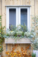 Window box planted with Euphorbia characias 'Silver Edge', Chamaecyparis 'Sky Blue', Photinia 'Carre Rouge', Carex, Ivy and Eucalyptus sprigs
