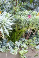 Window box planted with Euphorbia characias 'Silver Edge', Chamaecyparis 'Sky Blue', Carex, Ivy and Eucalyptus sprigs