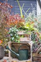 Wooden crate planted with Dryopteris erythrosora - Fern and Azalea japonica 'Stewartsonian' on top of crate with waterng can inside