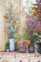 Container planted with Cordyline 'Torbay Dazzler', Calluna, Ivy and Beech sprigs, with other containers planted with Dodonaea viscosa 'Purpurea', Eucalyptus and Chamaecyparis on wooden deck with scattered autumn leaves