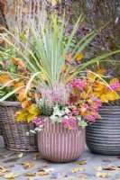 Container planted with Cordyline 'Torbay Dazzler', Calluna, Ivy and Beech sprigs with scattered autumn leaves