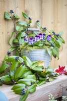 Bucket planted with Viola 'Sorbet Denim Jump Up' with Honeysuckle sprigs on a wooden bench